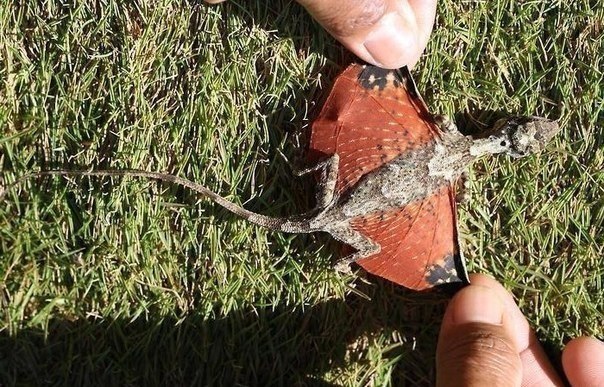Учёные Индонезии обнаружили существо, выглядящее, как маленький, крошечный дракон. Этот вид называется «скользящая ящерица» (gliding lizard).