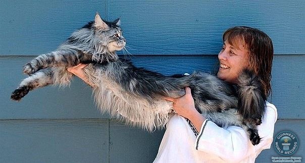 Пятилетний домашний кот Стюи (Stewie) из США стал абсолютным рекордсменом как самый длинный домашний кот в мире. Длина этого дымчато-серого, пушистого красавца породы мэйн-кун от кончика носа до основания хвоста – 123,2 сантиметра.