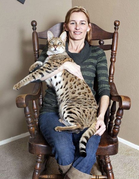 Самый высокий кот в мире - трехлетний кот из Калифорнии по кличке Трабл. Его высота (от кончиков лап до холки) составляет - 48,3 см.