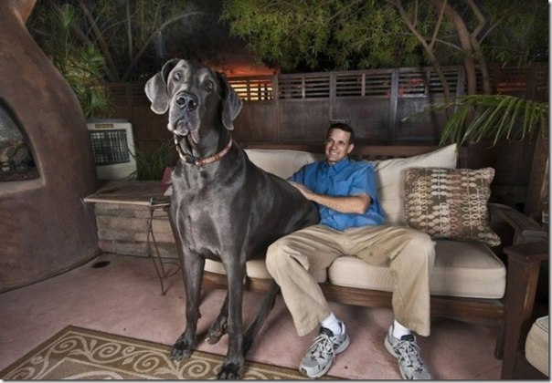 Самой большой собакой в мире официально признан голубой дог Джордж из штата Аризона, США. Его размеры впечатляют.. несмотря на то, что Джорджу всего 4 года, его вес уже достиг 110 кг., длина рекордсмена от носа до хвоста – 221 см. Чтобы прокормить это чудное создание его хозяину ежемесячно требуется 50 кг собачьего корма.