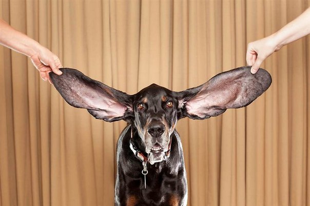 Самые длинные уши у собаки.