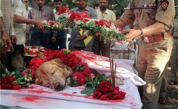 В Индии пес Zanjeer был похоронен со всеми почестями.Спас тысячи жизней во время терактов в Мумбаи в 1993 г. обнаружив 3329 кг гексогена и др.взрывчатые вещ-ва