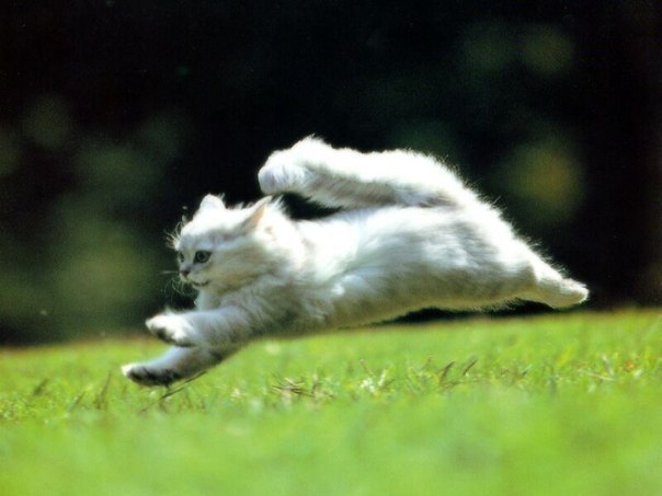 Домашняя кошка способна разгоняться до 50 км/ч.