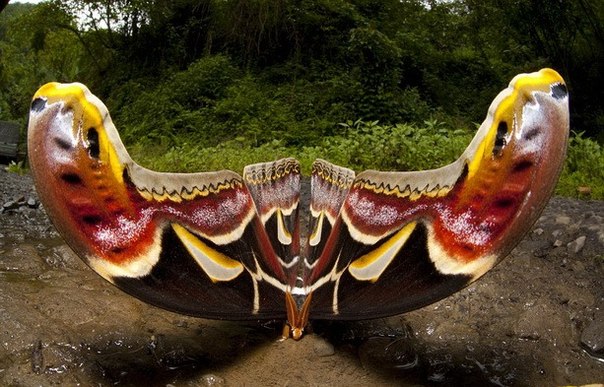 Самая большая в мире бабочка живет в Гималаях.