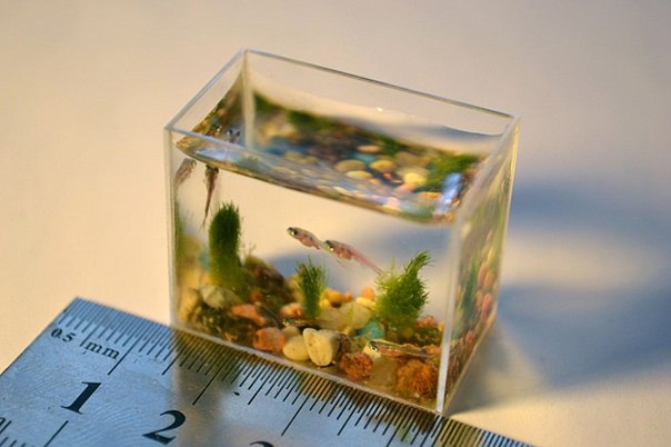 Самый маленький в мире аквариум с рыбками.