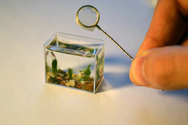 Самый маленький в мире аквариум с рыбками.