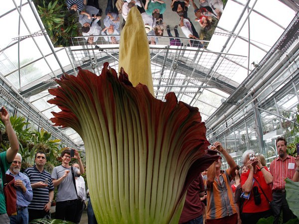 Самый большой в мире цветок расцвел в Брюсселе