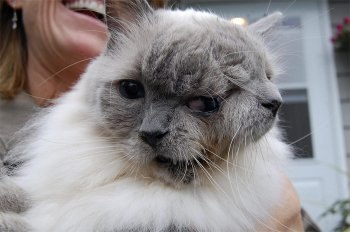 Кота с двумя мордами внесли в книгу рекордов Гиннесса. 12-летний кот по кличке Франк и Луи из города Вустер, штат Массачусетс, стал самым долго живущим котом с подобным пороком развития.