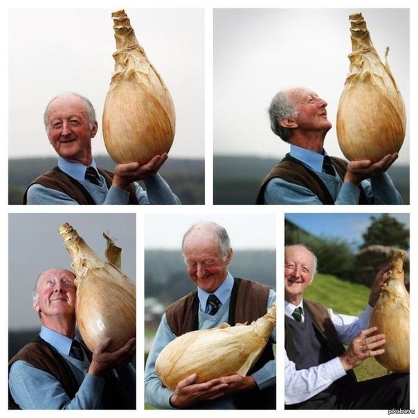 Самая большая луковица, выросла в Великобритании,