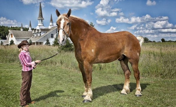 Самая высокая лошадь. Вернее, конь по кличке «Большой Джейк», он тоже живет в США. Его рост без подков — 210.19 см.