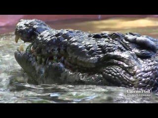 Самый большой крокодил в неволе.