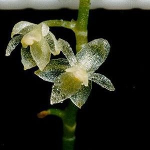 В Эвквадоре была найдена самая маленькая орхидея в мире. Находка принадлежит американским ботаникам. Миниатюрная орхидея кремового цвета в диаметре составляет всего 2,1 миллиметр. Крошечные лепестки чуда природы тонкие и прозрачные, словно слеплены из капелек воды и того и гляди разлетятся под порывом легкого ветерка.
