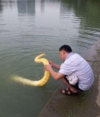 Один китаец завел себе домашнего питона. И выгуливает его в городском пруду. Удивительно, но питон всегда возвращается к своему владельцу.