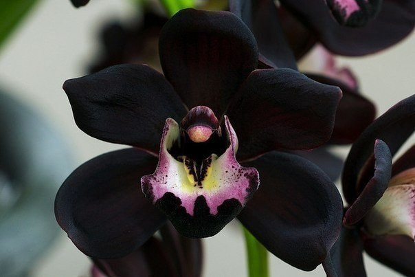 Очень редкий вид - черная орхидея или Cymbidium Kiwi Midnight.