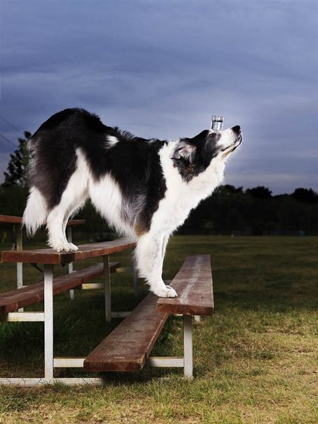 Самое большое количество ступенек, преодоленное собакой сверху вниз мордой вперед со стаканом воды. Австралийская овчарка по имени Свит Пи прошла 10 ступенек со стаканом, в котором было 140 миллиграмм воды. Рекорд был поставлен в Вердене, Германия