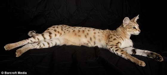 Супер кот по кличке Scarlett's Magic, породы величественная саванна, официально признан самым большим котом в мире.