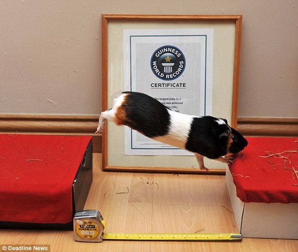 Отважная морская свинка по кличке Трафлз (Трюфели) побила мировой рекорд Книги Гиннеса, совершив самый длинный прыжок среди всех своих сородичей со всего мира.