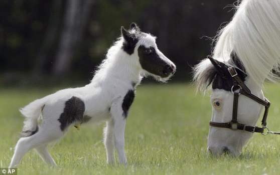 Самая маленькая лошадь в мире, которая весит меньше, чем новорожденный ребенок.