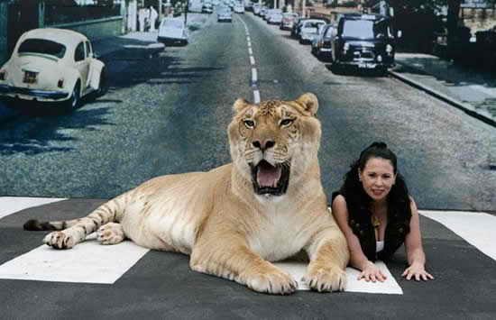 Геркулес - самый крупная кошка по мнению Книги рекордов Гиннеса. Однако это не обычная домашняя кошка, Геркулес - лигр, то есть гибрид, рожденный от льва и тигрицы, и весит рекордные 408 килограмм, при росте - 1,8 метр и длине тела 3,6 метра.