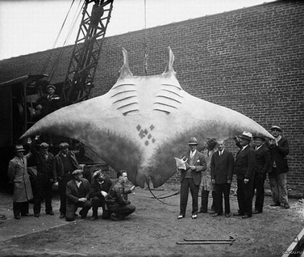 Гигантский морской дьявол — самый крупный из скатов