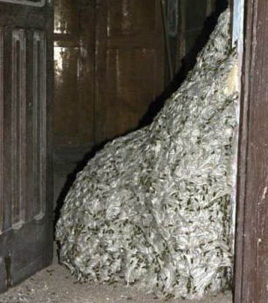 Нечто удивительное произошло в Сан-Себастьян-де-ла-Гомера на испанском острове Ла Гомера (провинция Тенерифе) - в пустом, некогда жилом доме обнаружено осиное гнездо высотой около 7 метров.