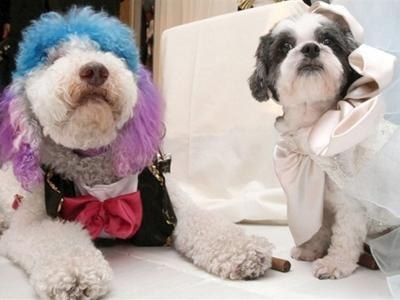 Самое дорогое бракосочетание животных Свадьба пуделя и собаки породы котон-де-тулеар состоялась 12 июля 2012 года в отеле Jurimuah Essex в Центральном парке Нью-Йорка и была оценена в $250 тысяч.