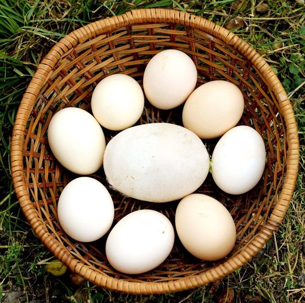 Огромное куриное яйцо в 8,2 см длиной, 6,3 см шириной и весом в 170 грамм. Владельцем курицы, снесшей яйцо, является грузин Мурман Модебадзе из Тбилиси. (Photo by Vano Shlamov/AFP Photo)
