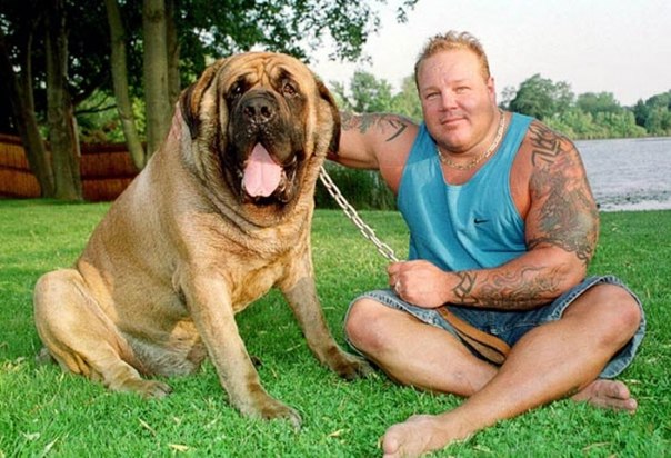 Крупнейшая в мире собака – английский мастифф по кличке Геркулес. Обхват шеи в 96 см, вес - 127 кг.