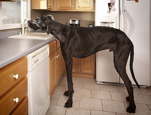 Зевс – самая высокая собака в мире. Ее рост – 111 см.