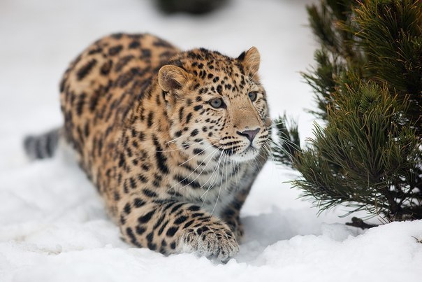 Исчезающий вид - Дальневосточный леопард