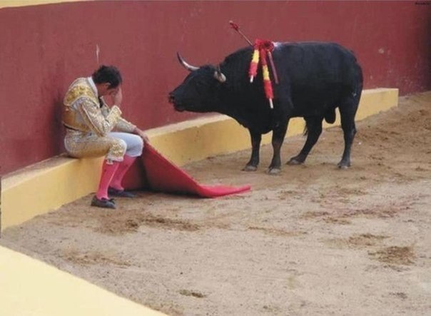 Это невероятное фото знаменует конец карьеры матадора Альваро Мунеро. Он упал в раскаянии в середине боя, поняв, что зверь не хочет с ним бороться. Впоследствии этот матадор стал заядлым противником боя быков. 