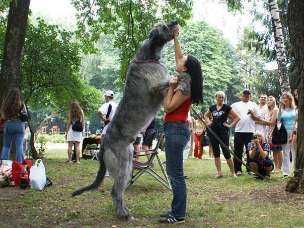 Одна из самых больших собак в мире - ирландский волкодав.