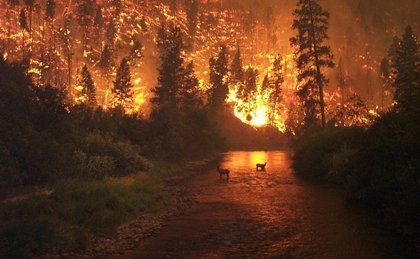 Красивое, но страшное фото. Страшный лесной пожар был запечатлен в Национальном парке в США. Произошло трагическое событие в 2000 году, животные в панике покидают лес.