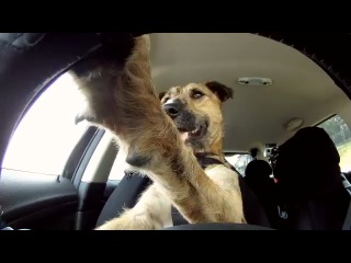 Защитники животных из Новой Зеландии решили обучить собак вождению автомобиля, чтобы продемонстрировать, насколько сообразительными и послушными они могут быть при правильной тренировке. Для этого потребовалось всего два месяца, пишет Daily Mail.