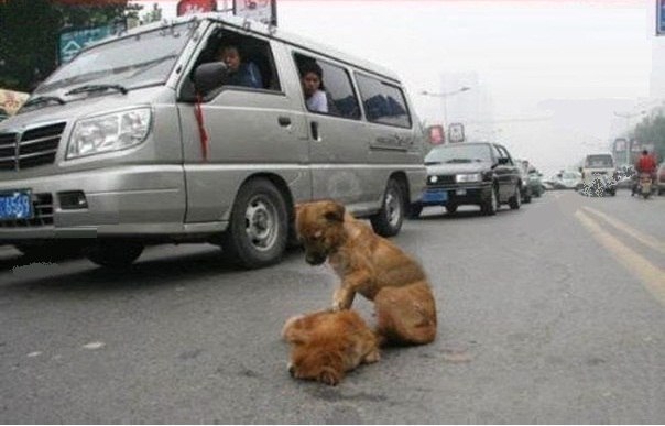 Два щенка в г. Бангкок Тайланд перебегали дорогу. Одного щенка сбила машина. Второй, не взирая на сумасшедший поток машин оставался со своим другом еще очень длительное время, пытался его реанимировать, визжал, звал на помощь. Его друг так и умер.