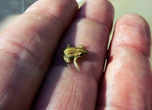 Paedophryne amanuensis - самая маленькая лягушка в мире, размером с муху, была открыта недавно американскими исследователями во время экспедиции в Папуа-Новую Гвинею. Ее длина всего 7,7 миллиметров, а окрашена она в красный и черный цвета.