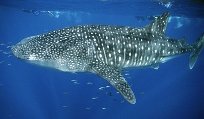 Представляем вам китовую акулу — впервые она она была описана в далеком 1828 году. Этот вид является самым большим в мире — средняя длина громилы составляет 10 метров, даже немного больше, однако в природе встречаются экземпляры длиной 20 метров!