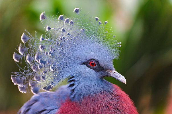 Венценосный голубь, один из самых известных и красивых пернатых архипелага Новая Гвинея.