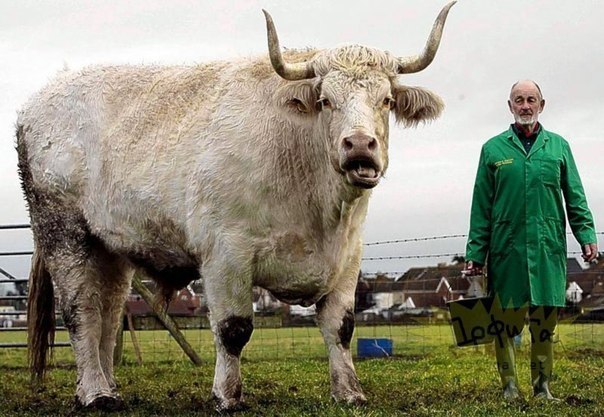 В графстве Сомерсет живет 10-летний белый бык породы шароле по кличке Фельдмаршал. 