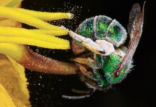 Пчела в пыльце, Аризона
