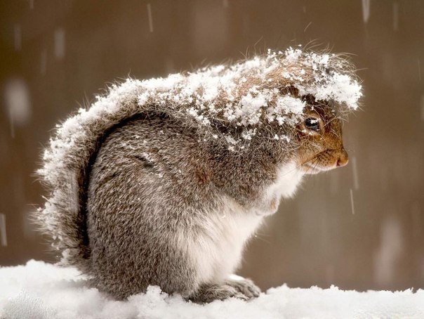 Белка прячется под своим хвостом во время снежной бури в Нью-Джерси, США. 