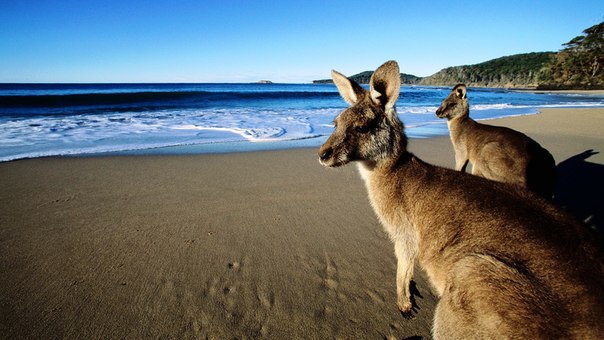 Кенгуру на пляже, Австралия