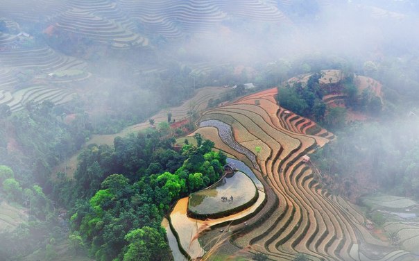 Рисовые плантации, Северный Вьетнам