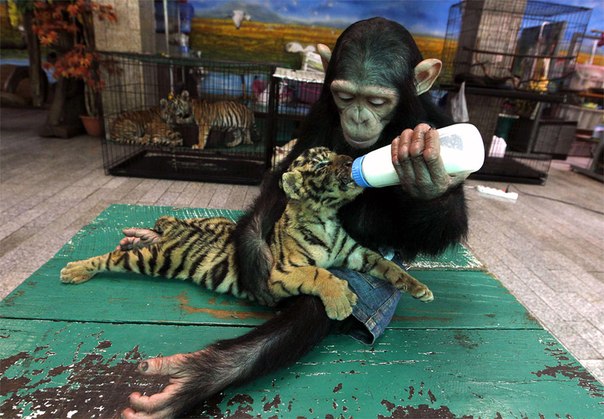 Шимпанзе До-До кормит двухмесячного тигренка Аорна в зоопарке Самут-Пракан на окраине Бангкока.