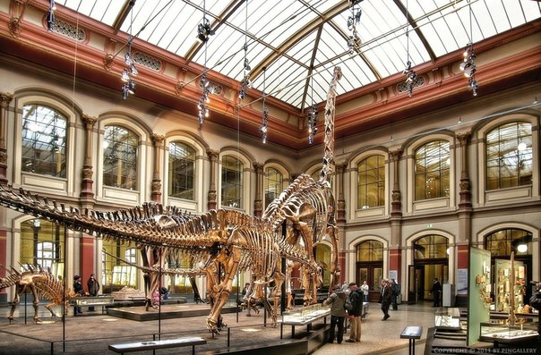 Brachiosaurus, Берлинский музей естественной истории...