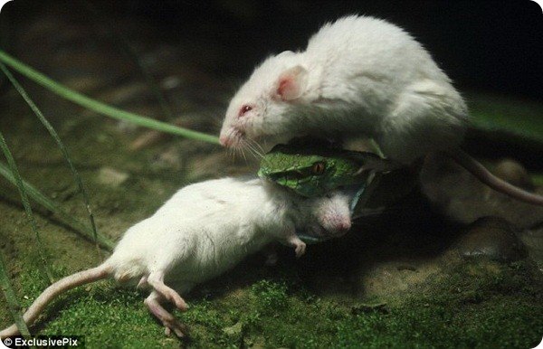 Отважная мышь из зоопарка Hangzhou Zoo