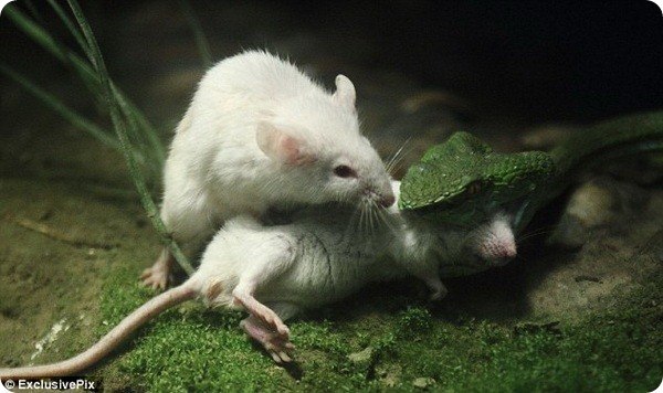 Отважная мышь из зоопарка Hangzhou Zoo