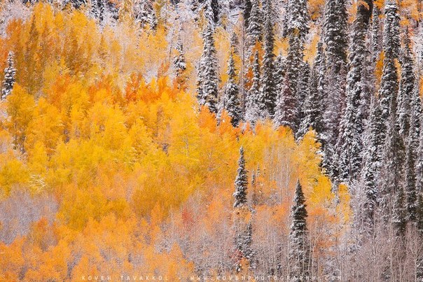 Лиственный лес встречается с хвойным в горах штата Колорадо