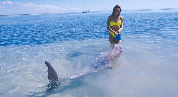 Пляж Monkey Mia - место, где собираются люди посмотреть на дельфинов, а дельфины приплывают взглянуть на людей, Австралия.