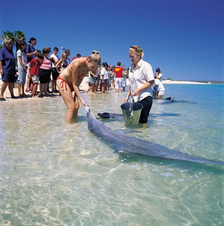 Пляж Monkey Mia - место, где собираются люди посмотреть на дельфинов, а дельфины приплывают взглянуть на людей, Австралия.